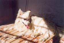 Picture of a pet dog-1