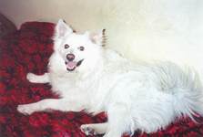 Picture of a pet dog-2