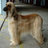 Picture of Afghan Hound Dog