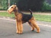 Picture of Airedale Terrier Dog