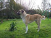 Photo of Anatolian Shepherd Dog