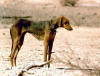 Images of Azawakh Dog