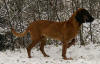 Picture of Bavarian Mountain Hound