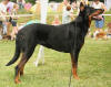 Picture of Beauceron Dog