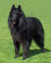 Picture of Belgian-Shepherd-Dog-(Groen