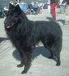Picture of Belgian-Shepherd-Dog