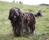 Photo of Bergamasco Shepherd Dog