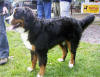 Photo of Bernese Mountain Dog
