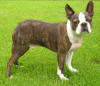 Images of Boston Terrier