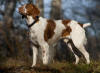 Picture of Brittany Dog