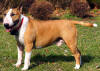 Picture of Bull Terrier Dog