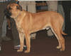 Picture of Bullmastiff Dog