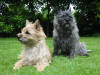Picture of Cairn Terrier Dog