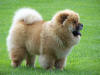 Image of Chow-Chow Dog