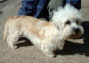 Picture of Dandie Dinmont Terrier Dog