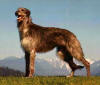 Picture of Deedhound Dog