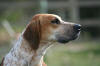 picture of English Foxhound Dog
