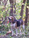Image of Foxhound Dog