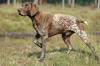 Picture of German Shorthaired Pointer Dog