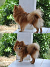 Picture of German Spitz Dog