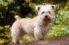 Picture of Glen of Imaal Terrier Dog