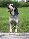 Photo of Grand Bleu de Gascogone Dog