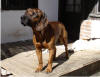 Photo of Hanover Hound dog