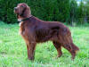 Photo of Irish Setter Dog