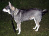 Image of Jmthund Dog