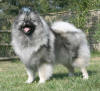 Picture of Keeshond Dog