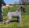 Picture og Kerry Blue Terrier Dog