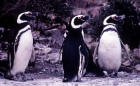 picture of Megellanie Penguins