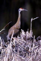 picture of  Sandhill Cranes