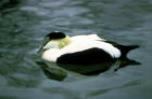picture of American Eider Drake
