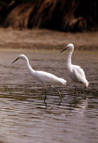 picture of Immature snowy egret feeding