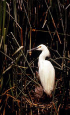 picture of Snowy egret