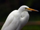 picture of Snowy egret