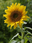 1 Sun Flower 1 - pd