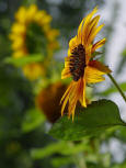 2 Sun Flower - pd