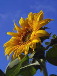 3 Sunflower - pd