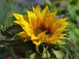 6 Sunflower 3 - pd