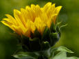 8 Sunflower 5 - pd