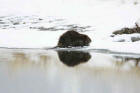 Photograph of a beaver in winter
