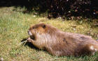 Image of a beaver in Tower Falls Area