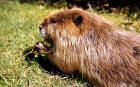 Image of a beaver sitting in grass with a twig