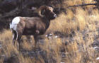 Photograph of a bighorn sheep ram standing in grass