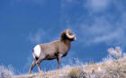 Photograph of a bighorn sheep ram standing on a slope