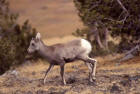 Picture of a bighorn sheep lamb