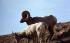 Image of bighorn sheep ewe and ram