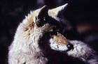 Picture 6 : close up of coyote face